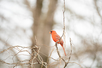 Northern Cardinal