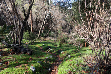 A Forest Trail though the Woods