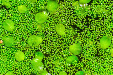 Spotless watermeal, rootless duckweed (Wolffia arrhiza) and duckweed (Lemna turionifera) in a stagnant freshwater pond