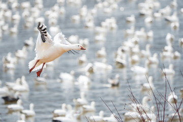 Snow Goose Landing in Lake in Lancaster County Pennsylvania