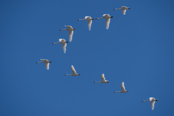 Tundra Swans Flying Against Blue Sky in Lancaster County, Pennsylvania 