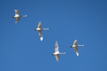 Tundra Swans Flying Against Blue Sky Background