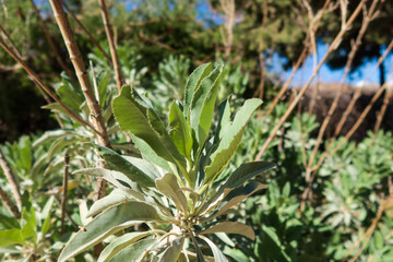 Fototapeta premium White Sage Plant with Older Stems on the Plant