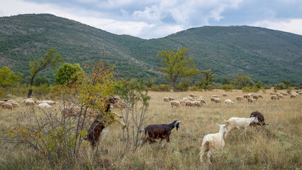 Troupeau de chèvres et moutons