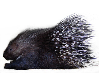 African crested porcupine (Hystrix cristata) portrait