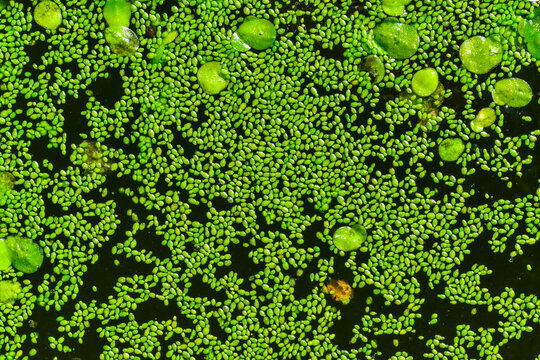 Spotless watermeal, rootless duckweed (Wolffia arrhiza) and duckweed (Lemna turionifera) in a stagnant freshwater pond