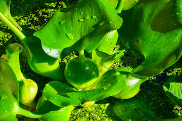 Leaf thickenings with air cells of a floating plant Pontederia crassipes (Eichhornia crassipes)