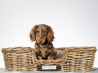 13 weeks old puppy dachshund dog posing in studio with white background, isolated on white. Adorable puppy. - 571974987