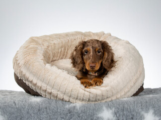 13 weeks old puppy dachshund dog posing in studio with white background, isolated on white. Adorable puppy.