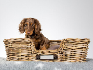 13 weeks old puppy dachshund dog posing in studio with white background, isolated on white. Adorable puppy. - 571975116