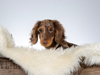 13 weeks old puppy dachshund dog posing in studio with white background, isolated on white. Adorable puppy. - 571975118