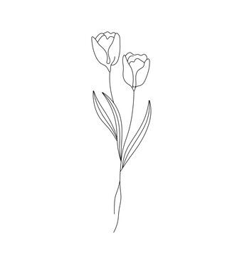 Vector isolated two pair tulips flowers with leaves colorless black and white contour line easy drawing