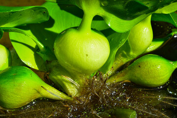 Leaf thickenings with air cells of a floating plant Pontederia crassipes (Eichhornia crassipes)