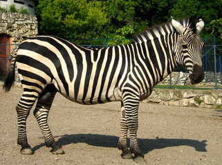 Grant's zebra (Equus quagga boehmi) portrait