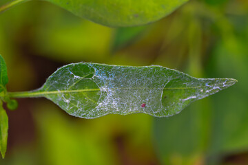 Agriculture pests, spider mite web on pepper leaf in greenhouse