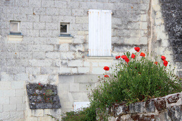 blooming poppies at the saumur castle (france) 
