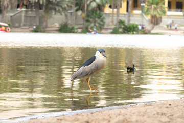 Close up Black-crowned Night-Heron with red eyes inside water. Selective focus.