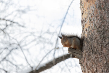 Fluffy squirrel eats nuts sitting on the wood in winter.