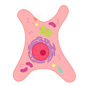A fibroblast is a type of biological cell.