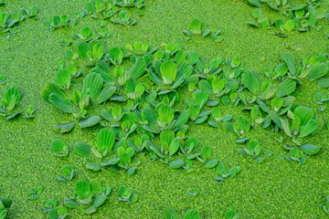 Floating aquatic plants Pistia stratiotes among duckweed and Wolffia in a stagnant pond