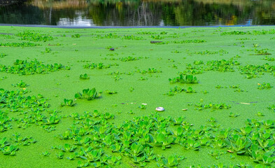 The water surface of a dirty lake is covered with floating plants Pontederia crassipes (Eichhornia crassipes), duckweed (Wolffia arrhiza) and (Lemna turionifera)