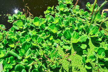 Floating aquatic plants Pistia stratiotes among duckweed and Wolffia in a stagnant pond