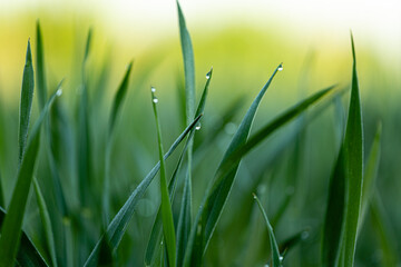 Fototapeta premium Krople rosy na trawie