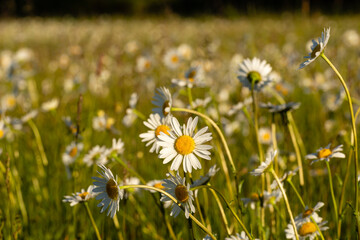 Łąkowe białe kwiaty © KoLesfot