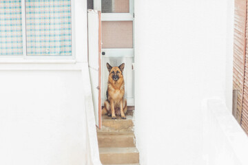 dog guards the entrance to the house