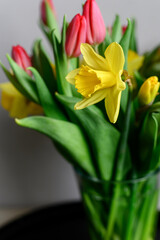 yellow narcissus close-up. Beautiful spring holiday Easter blooming flower. Place for text
