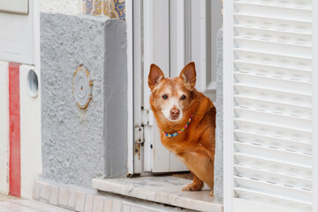 dog with a multi-colored collar stands on the threshold