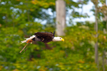 Bald eagle in flight