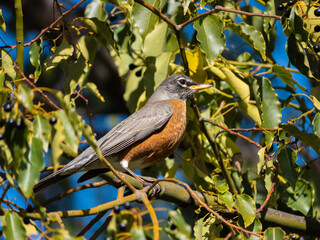 Robin perched in a tree with berries 