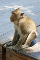Sitting Macaque