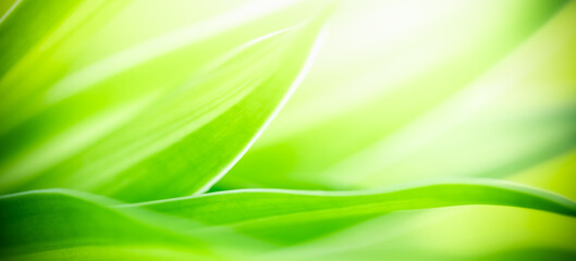 Abstract nature green blurred background nature leaf on greenery background in garden with copy space using as background wallpaper page concept.