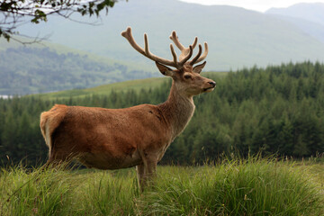 Naklejka na ściany i meble Red deer stag in the Highlands