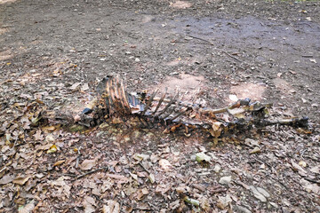 Carcass of a fawn in the woods