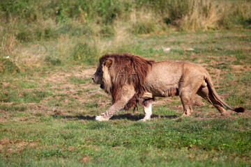 Lion walking in the savannah