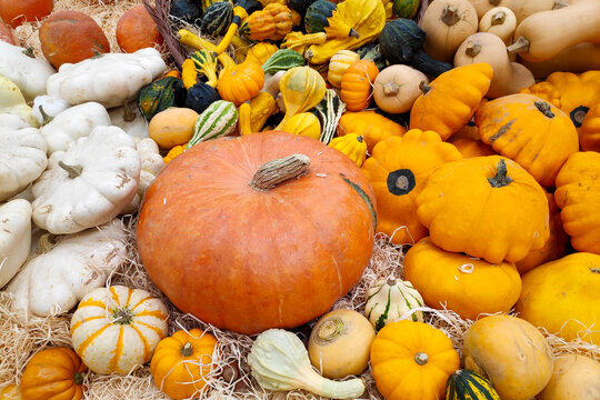 Stack of various Cucurbits on a market stall