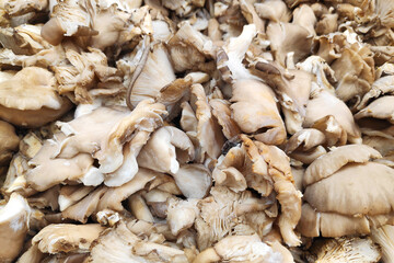 Stack of Pleurotus on a merchant's stall