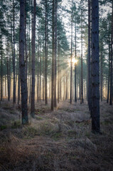 Swedish winter sunrise in the forest