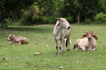 Herd of banteng bulls