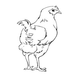 Linear sketches of poultry in graphics. High quality illustration