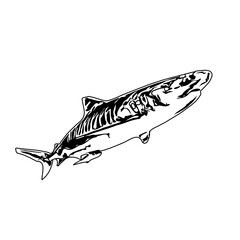 Black and white sketch of a shark with transparent background