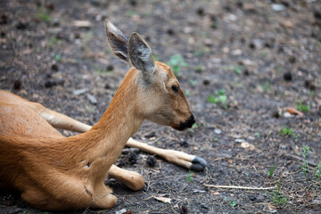 Female Siberian roe deer