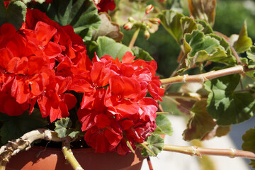 blooming red geranium in sunlight close up