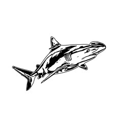 Fototapeta na wymiar Black and white sketch of a shark with transparent background