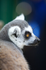 Portrait of a Ring tailed lemur