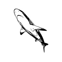 Black and white sketch of a shark with transparent background