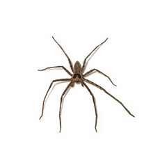 Huntsman Spider isolated on a white background